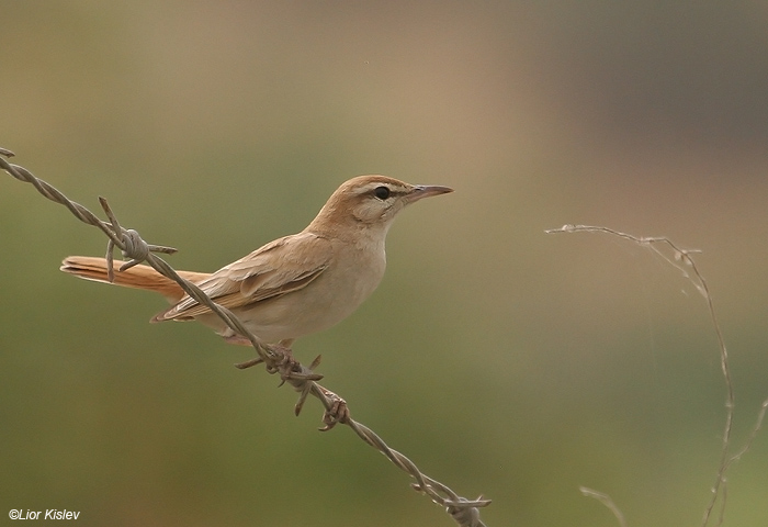      Rufous Bush Robin                              Cercotrichas galactotes   ,2009.: 